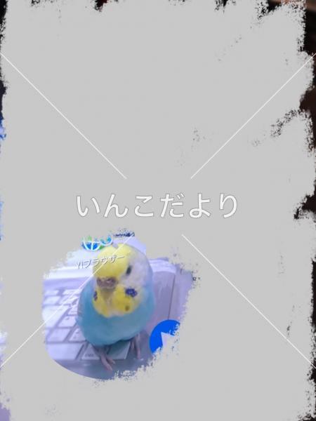 迷い鳥の写真