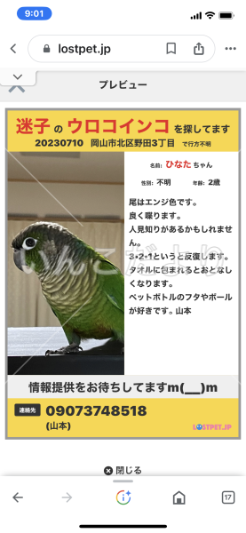 迷い鳥の写真
