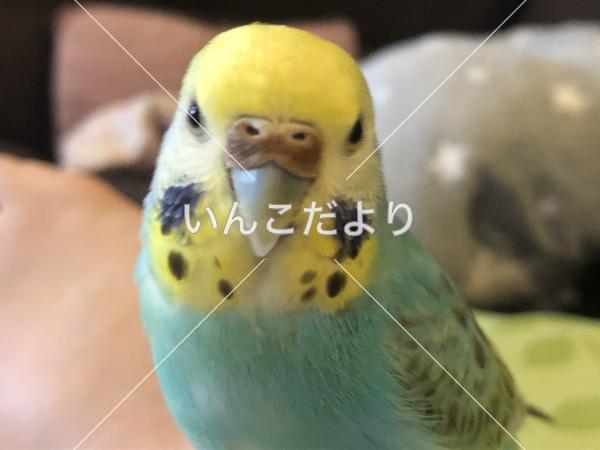 迷い鳥の写真