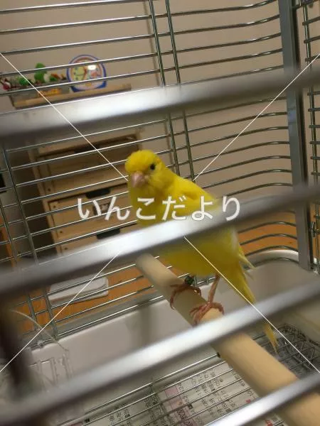 保護鳥の写真