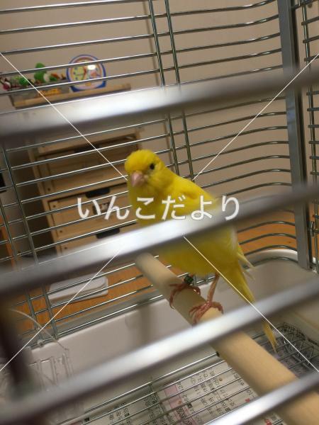 保護鳥の写真