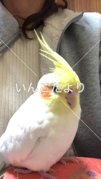 迷い鳥の写真
