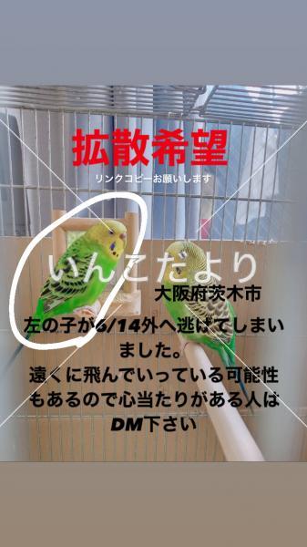 迷い鳥の写真