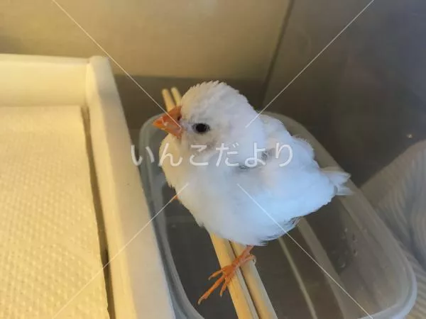 保護鳥の写真