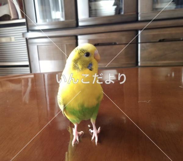 迷い鳥の写真