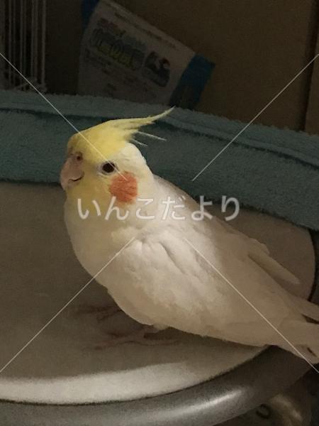 迷い鳥の写真