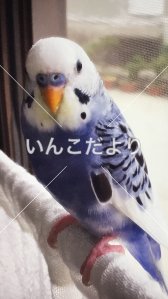 迷い鳥の写真