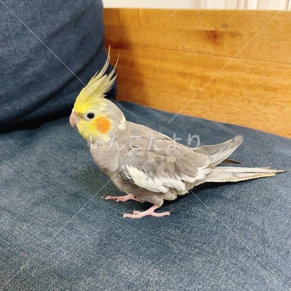 迷い鳥の写真