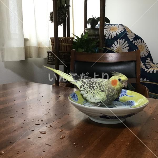 迷い鳥の写真