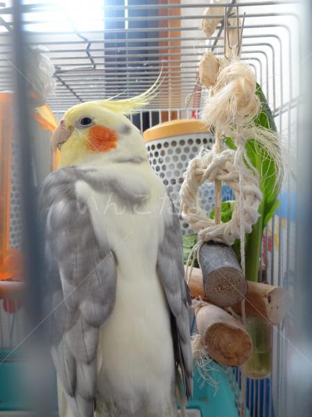 迷い鳥の写真