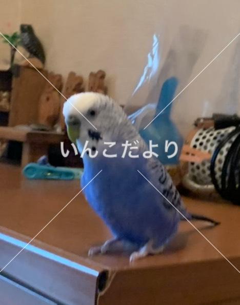 迷い鳥の写真