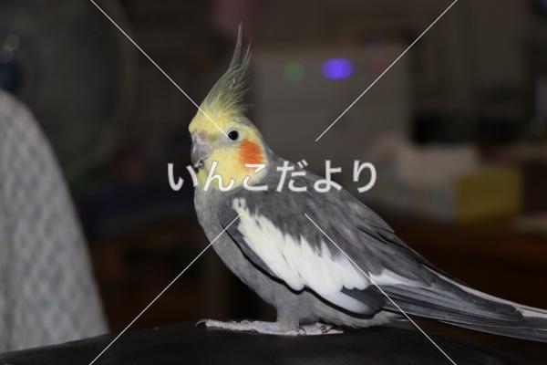 迷い鳥の写真