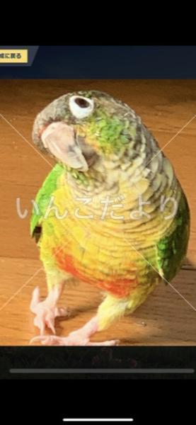 迷い鳥の写真