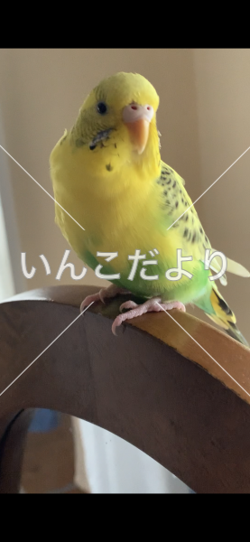 迷い鳥の写真