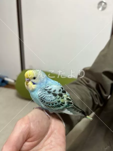 保護鳥の写真