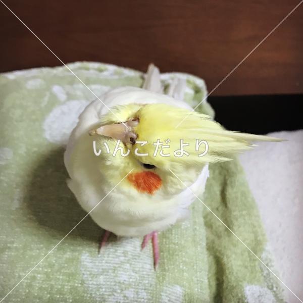 迷い鳥の写真