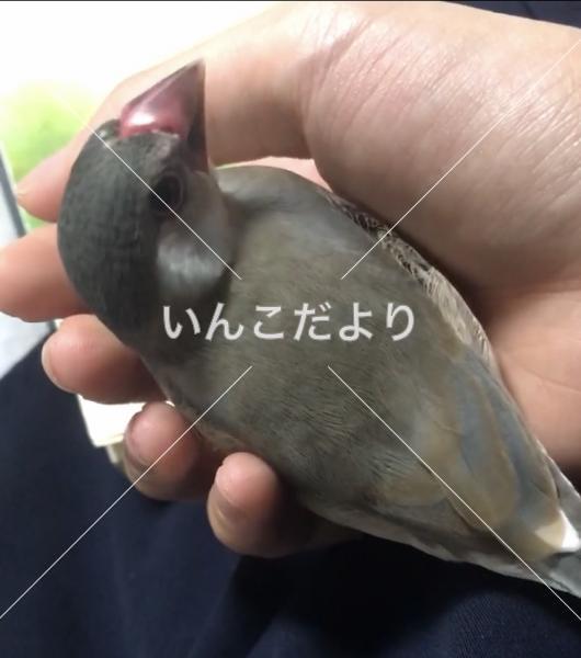 迷い鳥の写真