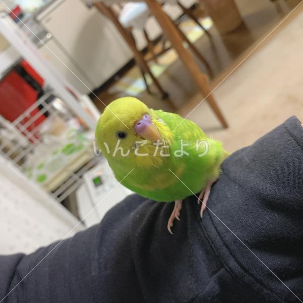 迷い鳥の写真