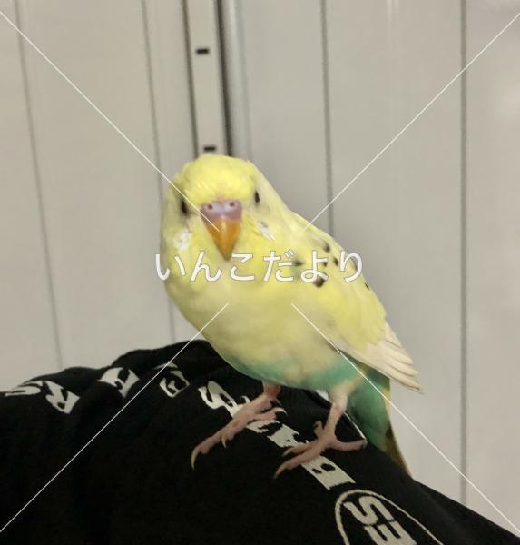 保護鳥の写真