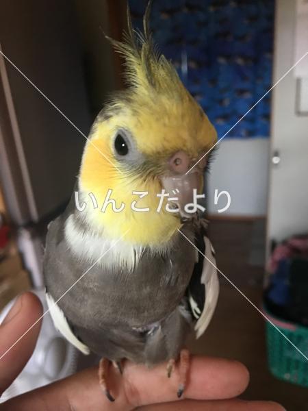迷い鳥の写真