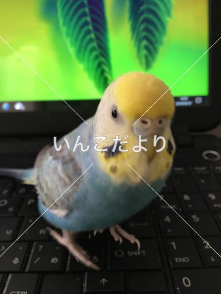 迷い鳥の写真