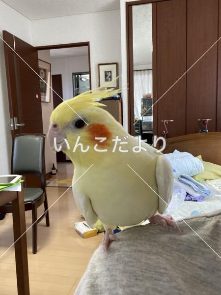 迷い鳥の写真