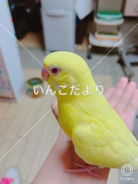 迷い鳥の写真