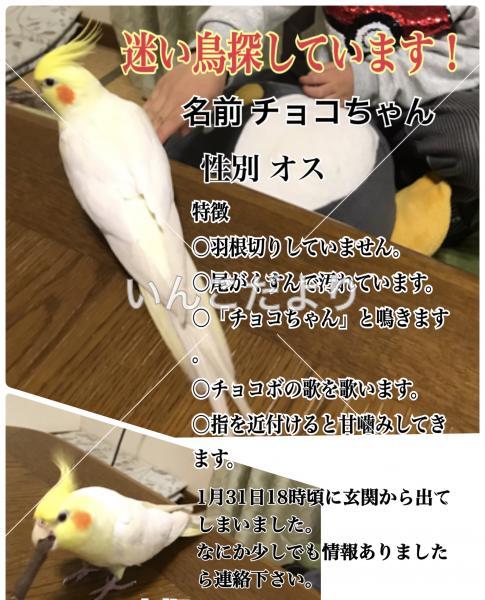 迷い鳥の写真
