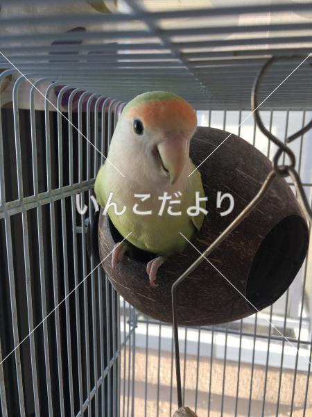 迷い鳥の写真