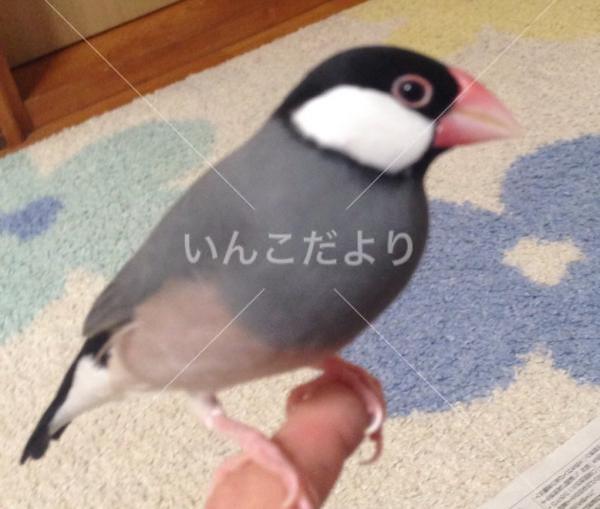 迷い鳥の写真