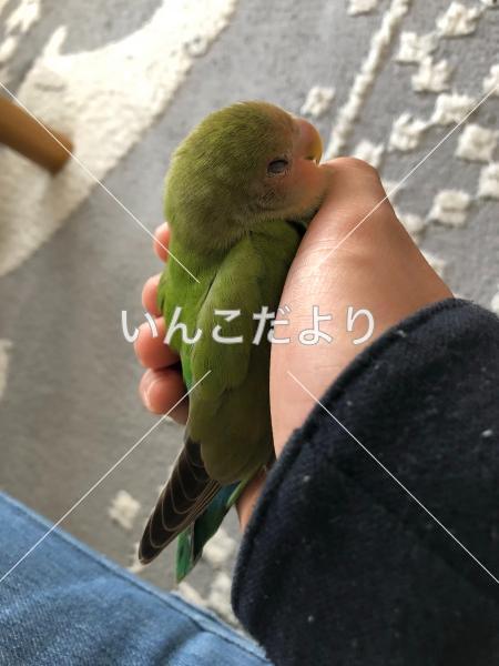迷い鳥の写真