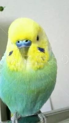保護鳥の写真