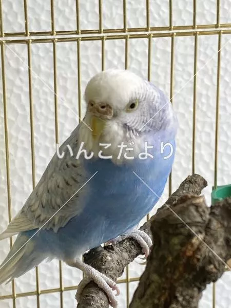 保護鳥の写真