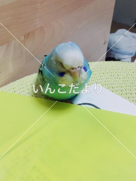 迷い鳥の写真