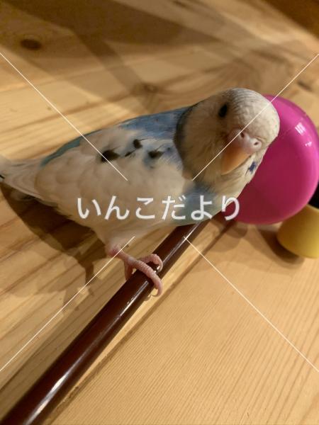 迷い鳥の写真