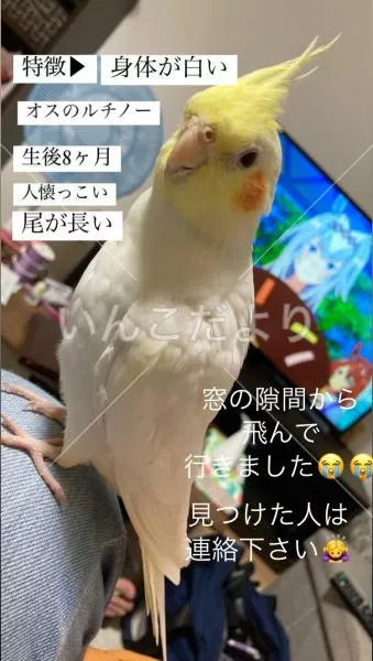 迷い鳥の写真