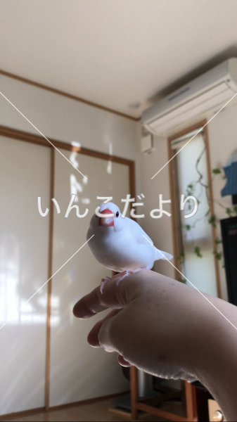 迷い鳥の写真