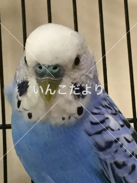 保護鳥の写真