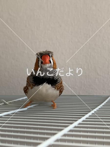 迷い鳥の写真