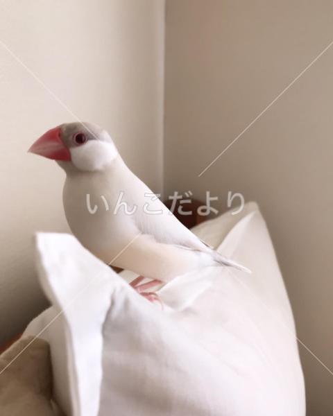 迷い鳥の写真