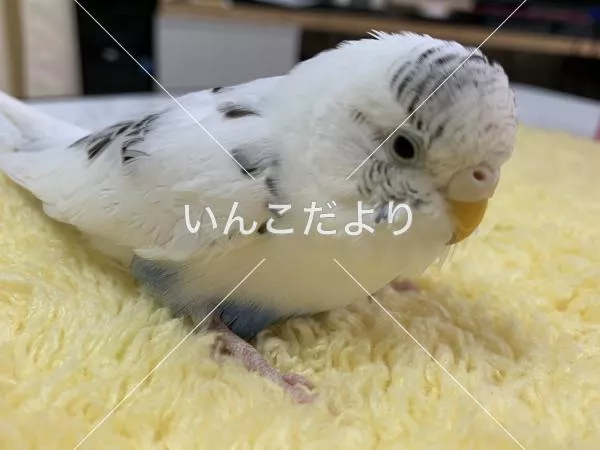 保護鳥の写真