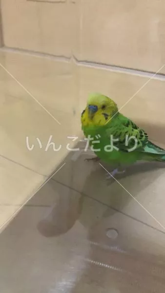 保護鳥の写真