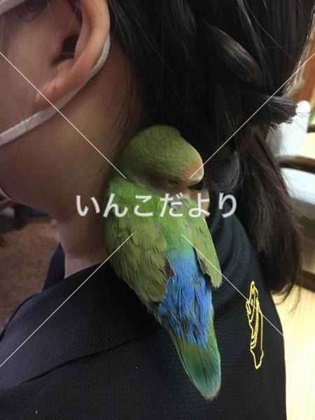 迷い鳥の写真
