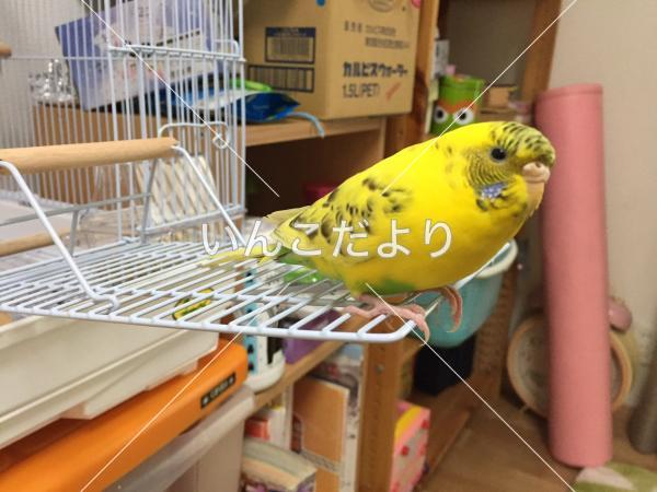 迷い鳥の写真