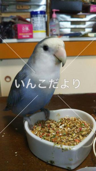 迷い鳥の写真