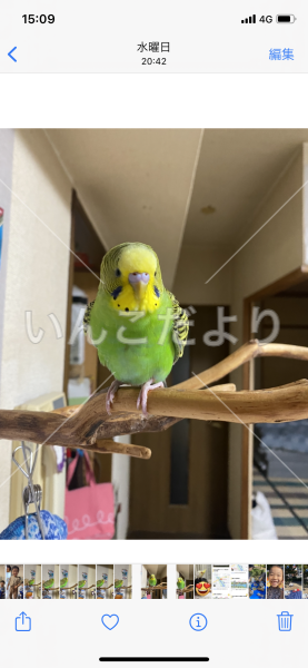 迷い鳥の写真