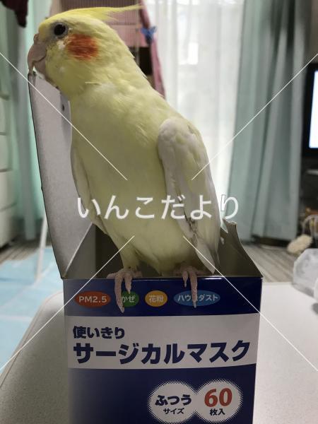 迷い鳥の写真