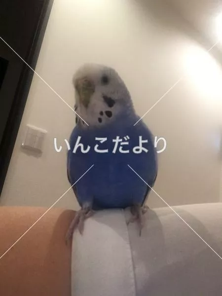 保護鳥の写真