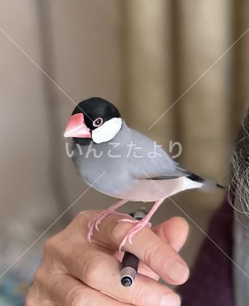 迷い鳥の写真