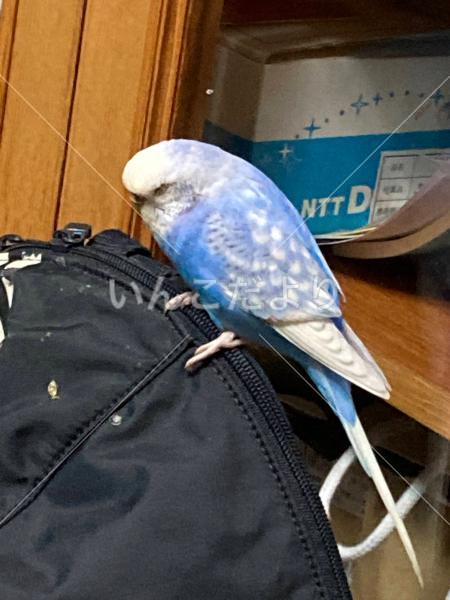 迷い鳥の写真